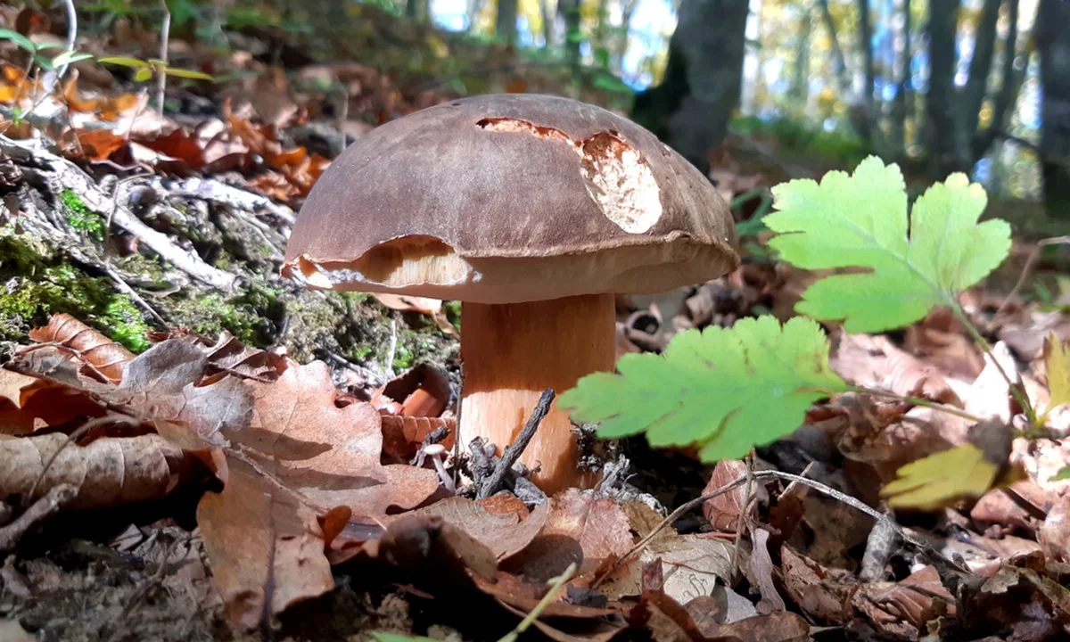 Съедобные грибы Краснодарского края и Адыгеи — Краснодарский край